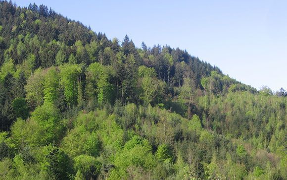 Stadtwald in Baden-Baden